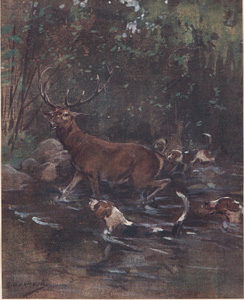 Stag Hunting: Stag in Water